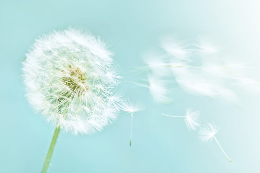 Dandelion,On,Blue,Sky,Background